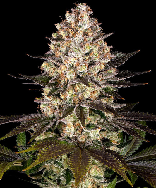 HINDU KUSH STRAIN - SeedySide