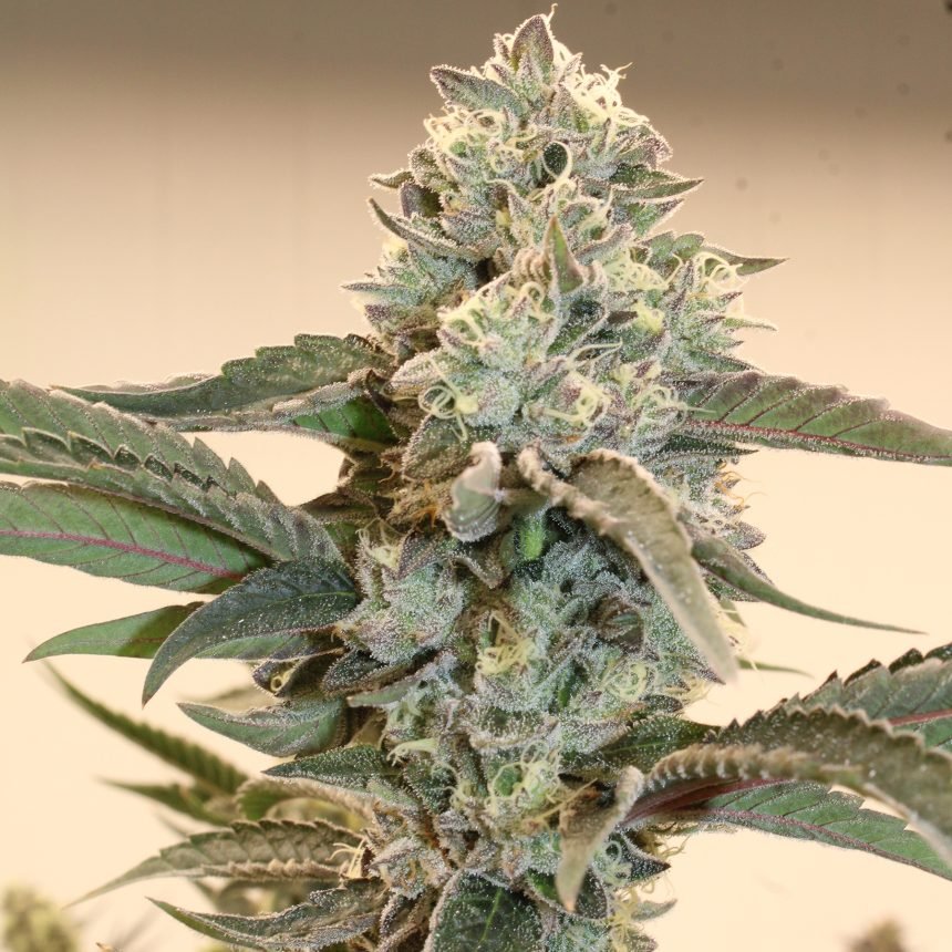 HINDU Z2.0 STRAIN - SeedySide