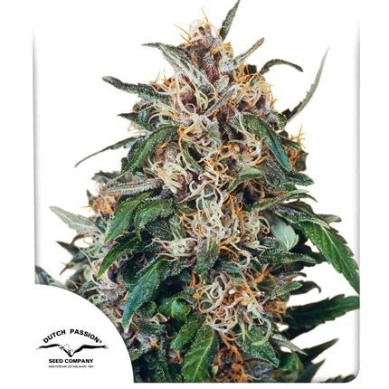 HOLLANDS HOPE STRAIN - SeedySide
