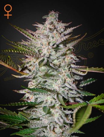 HOLY PUNCH: THE CHURCH X GRAPE STRAIN - SeedySide