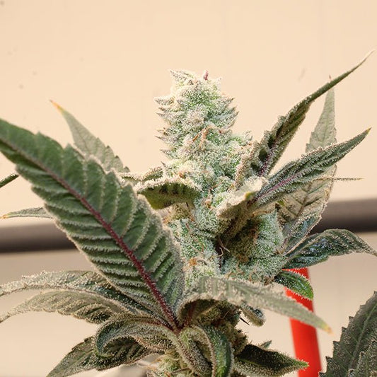 HONEY BANANA ZUAVA STRAIN - SeedySide