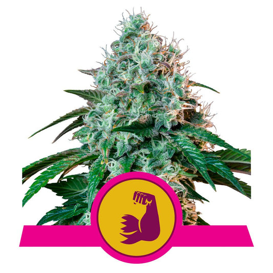 HULKBERRY STRAIN - SeedySide