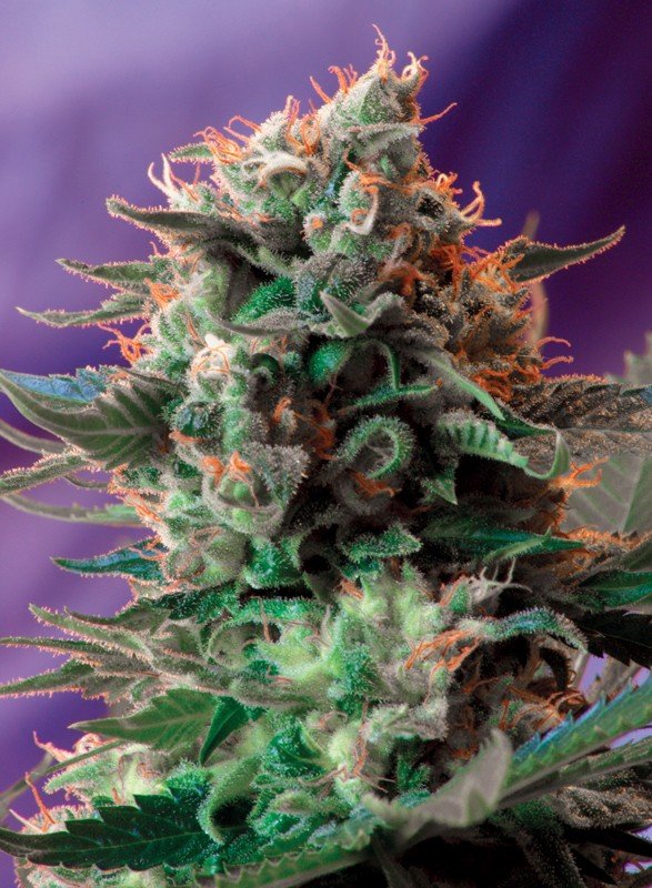 JACK 47 STRAIN - SeedySide