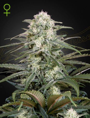 KALASHNIKOVA: KALASHNIKOVA x GREEN - O - MATIC AUTO STRAIN - SeedySide