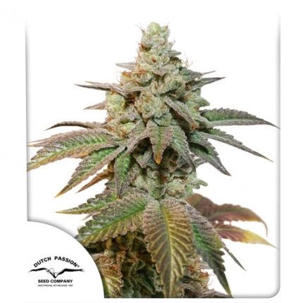 KEROSENE KRASH AUTO STRAIN - SeedySide