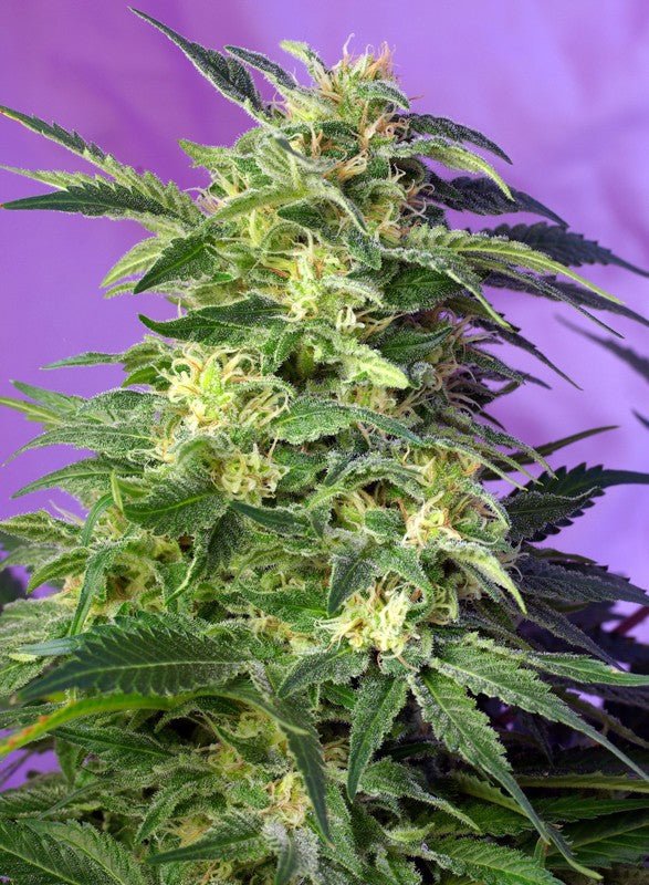 KILLER KUSH AUTO STRAIN - SeedySide