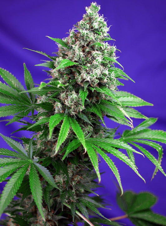 KILLER KUSH F1 FAST VERSION STRAIN