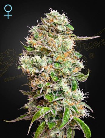KING'S KUSH AUTO CBD STRAIN - SeedySide
