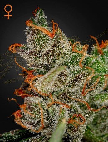 KING'S KUSH: OG KUSH X GRAPE STRAIN - SeedySide