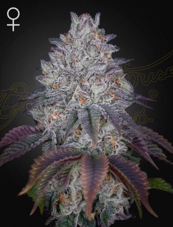 KING'S TART: LA KUSH CAKE X BUBBA SLUSH STRAIN - SeedySide