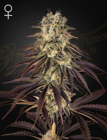 KONG'S KRUSH: BANANA PUNCH X WONDER PIE STRAIN - SeedySide