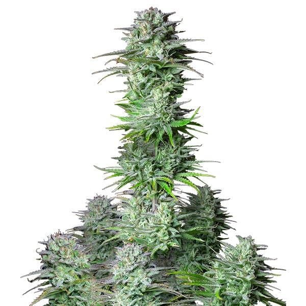 KOSHER CAKE AUTO STRAIN - SeedySide