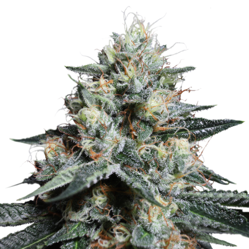 LAVA FREEZE STRAIN - SeedySide
