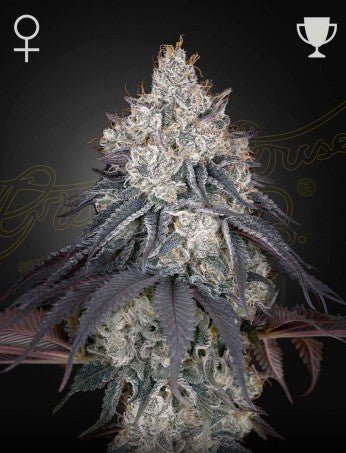 LEMON ORANGE: SUPER LEMON HAZE X CLEMEMTINE STRAIN - SeedySide