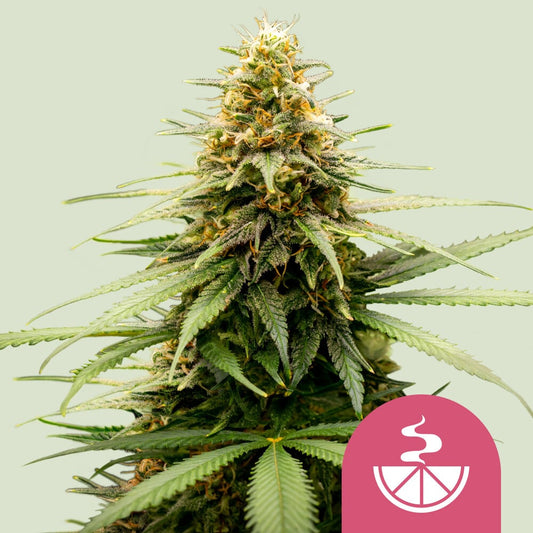 LEMON SKUNK STRAIN - SeedySide