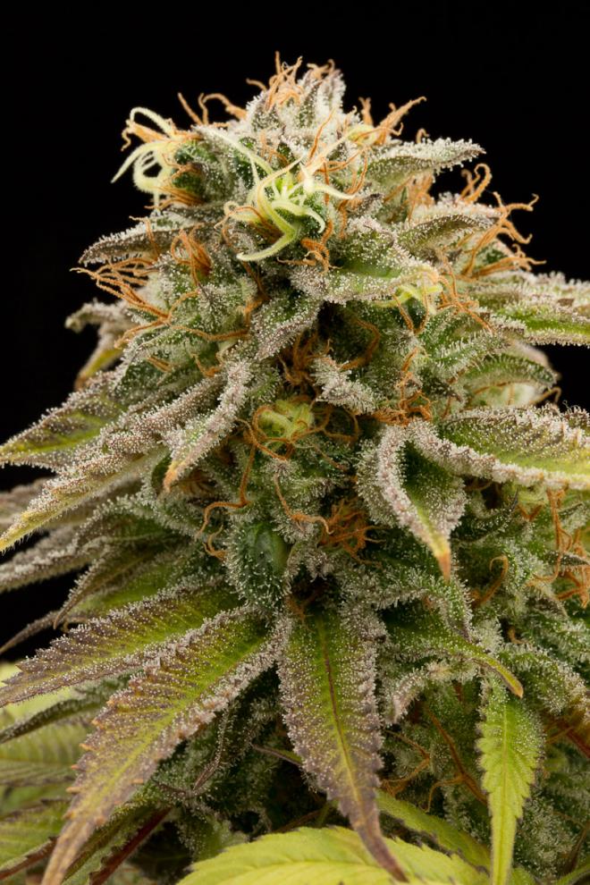 LEMON THAI KUSH STRAIN - SeedySide