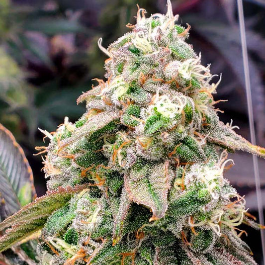 LIMITED EDITION GUSHERS FASTFLOWERING STRAIN - SeedySide