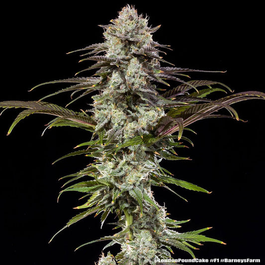 LONDON POUND CAKE STRAIN - SeedySide