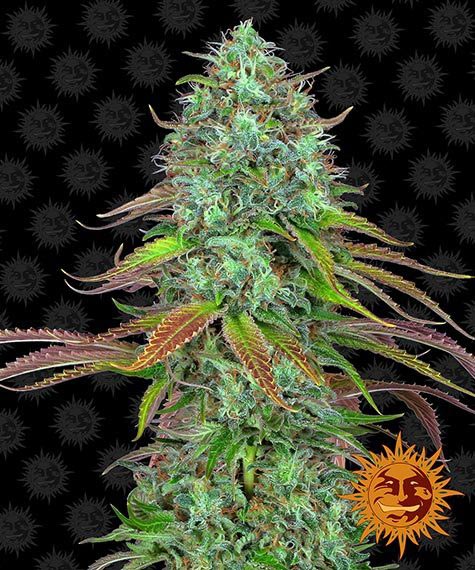LSD AUTO STRAIN - SeedySide