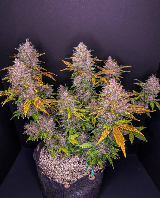 LSD 25 AUTO STRAIN