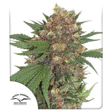 MASTER KUSH STRAIN - SeedySide