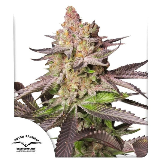MELONADE RUNTZ STRAIN - SeedySide