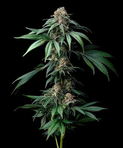 MENDO BREATH STRAIN - SeedySide