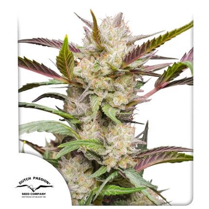 MIMOSA PUNCH AUTO STRAIN - SeedySide