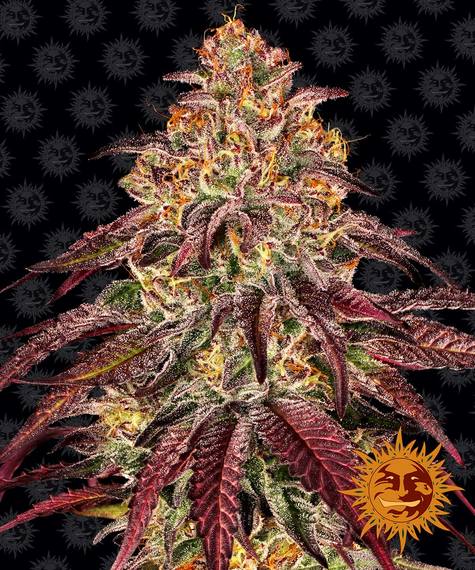 MIMOSA X ORANGE PUNCH AUTO STRAIN - SeedySide