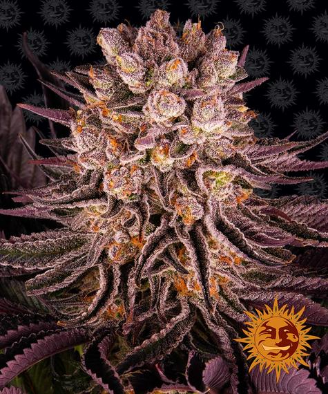 MIMOSA X ORANGE PUNCH STRAIN - SeedySide