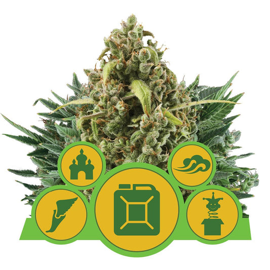 MIX AUTO STRAIN - SeedySide