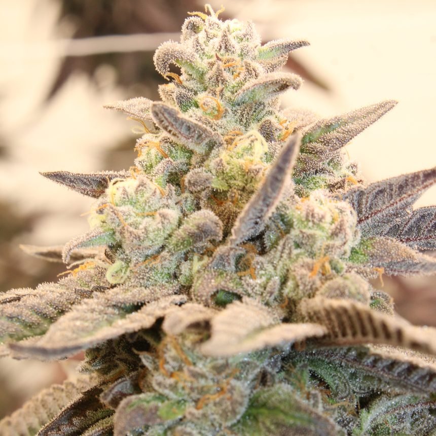 MIZZTREZZ STRAIN - SeedySide