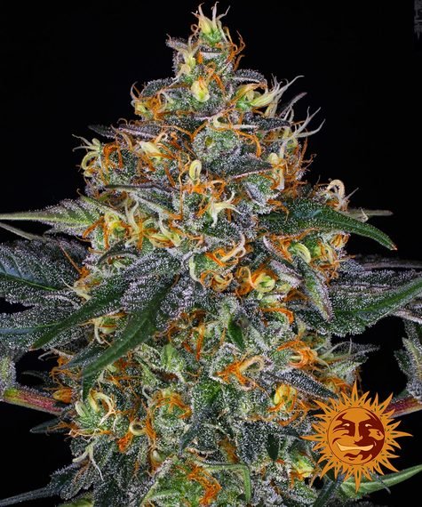 MOBY DICK AUTO STRAIN - SeedySide