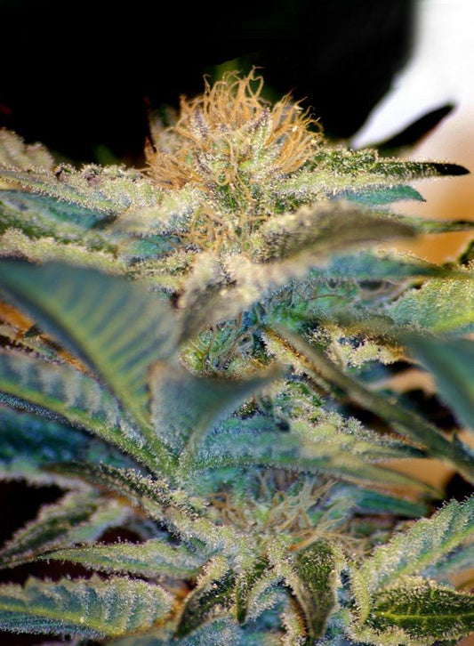 MOHAN RAM STRAIN - SeedySide
