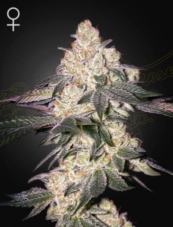 MOWEETO: LEMON TREE X VELVET MOON STRAIN - SeedySide