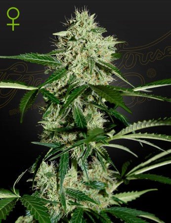 NORTHERN LIGHTS: NL X GREEN - O - MATIC AUTO STRAIN - SeedySide