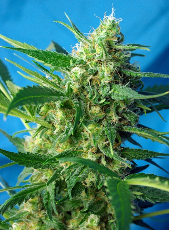 NYC DIESEL AUTO STRAIN - SeedySide