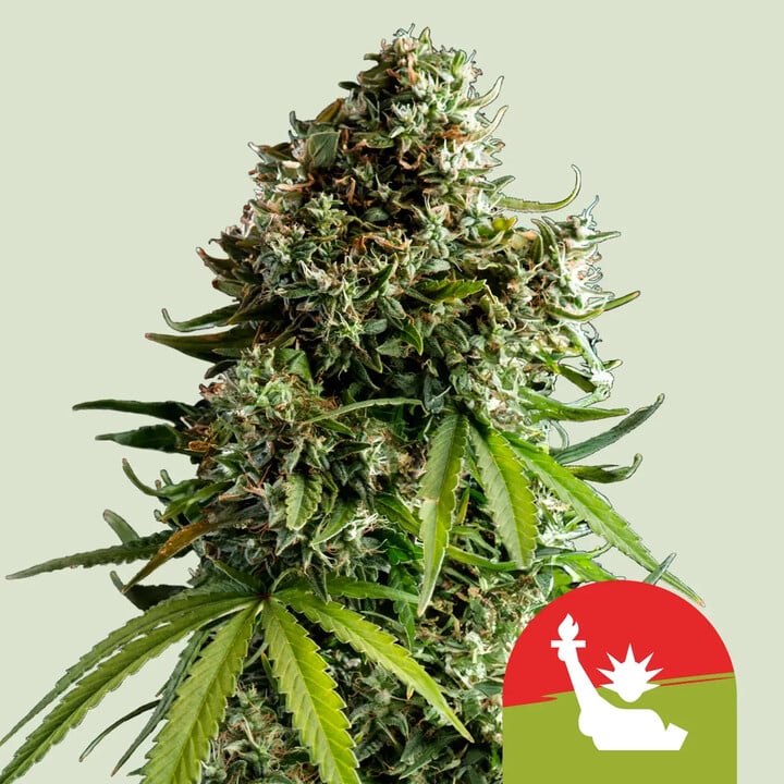 NYC SOUR D AUTO STRAIN - SeedySide