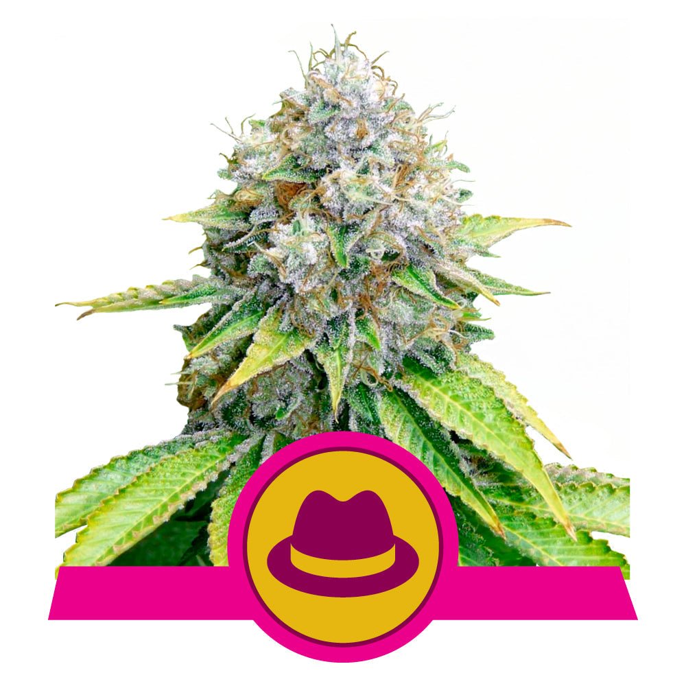 OG KUSH STRAIN - SeedySide