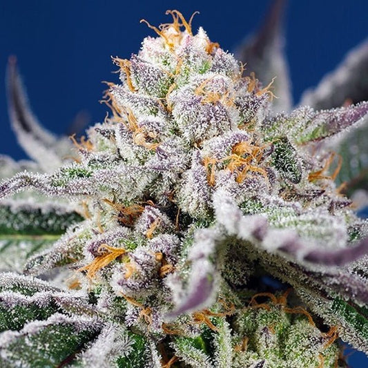 ORANGE APRICOT GLUE XL AUTO STRAIN - SeedySide