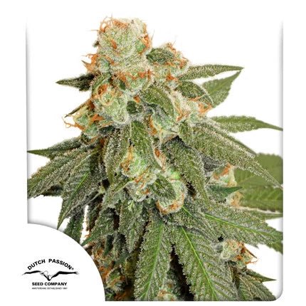 ORANGE BUD AUTO STRAIN - SeedySide