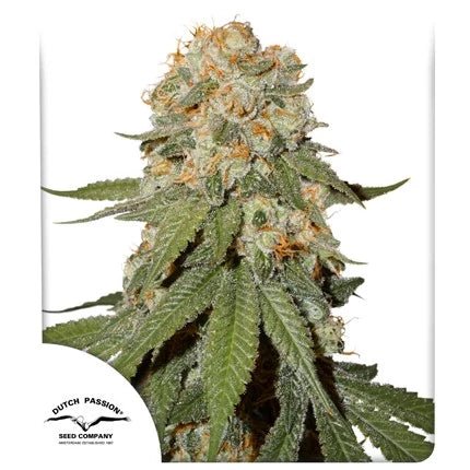ORANGE BUD STRAIN - SeedySide