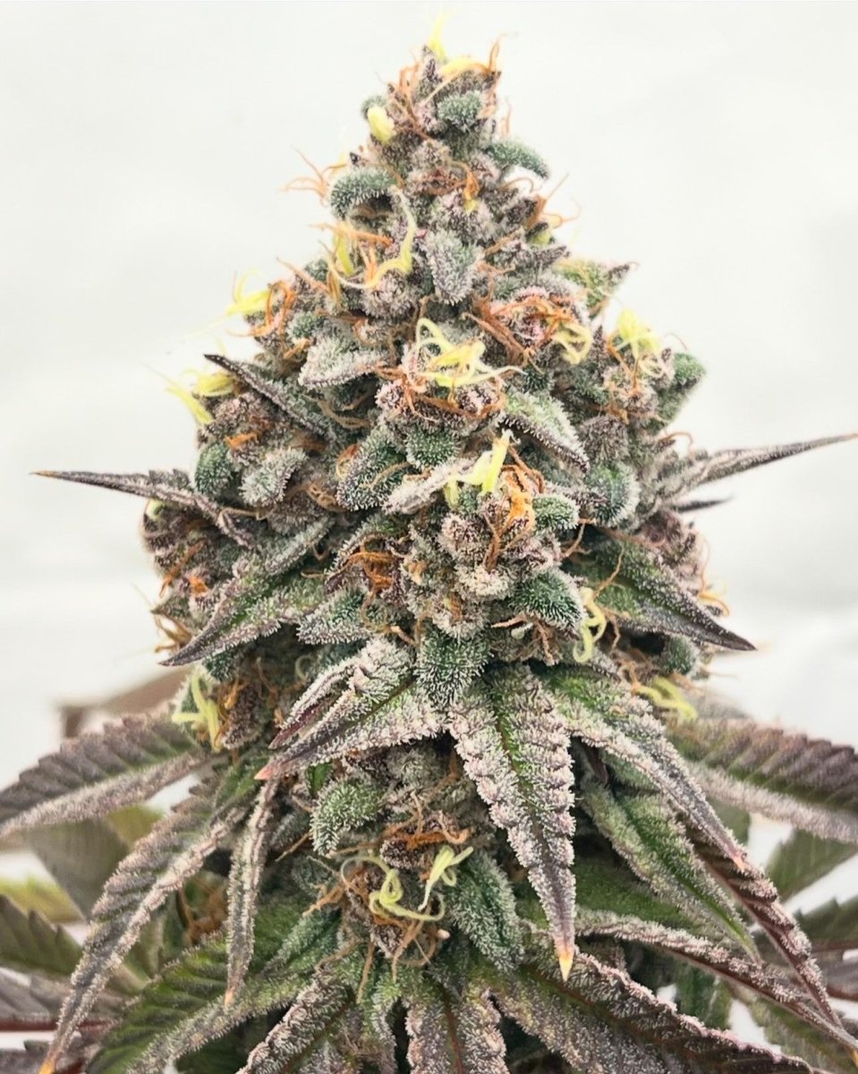 ORANGE RUNTZ CAKE 2.0 STRAIN - SeedySide