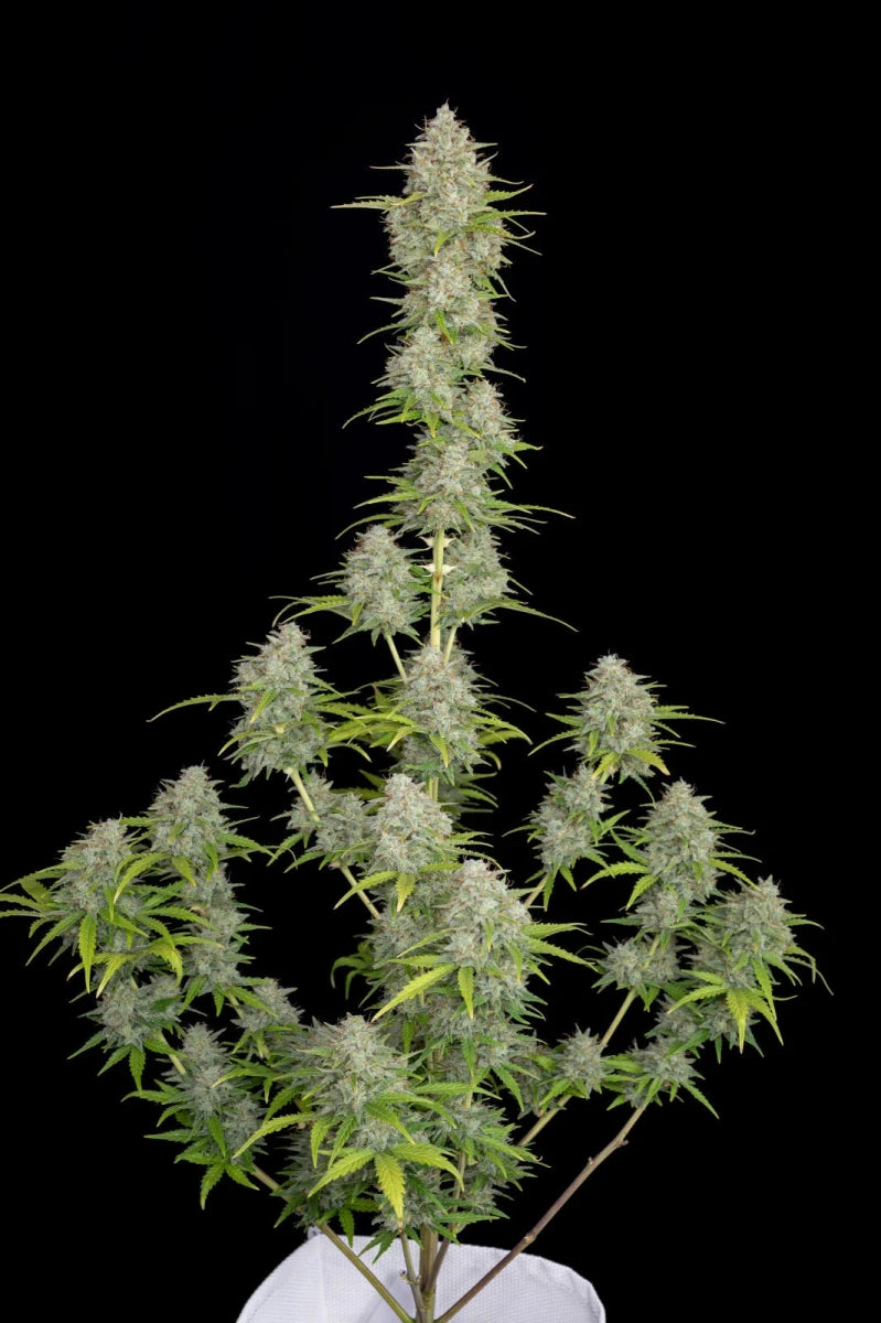 ORANGE SHERBET AUTO STRAIN - SeedySide