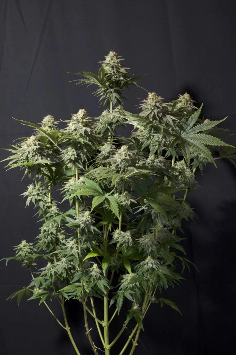 ORANGE SHERBET FF STRAIN - SeedySide