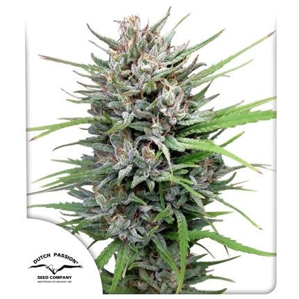 PASSION 1 STRAIN - SeedySide