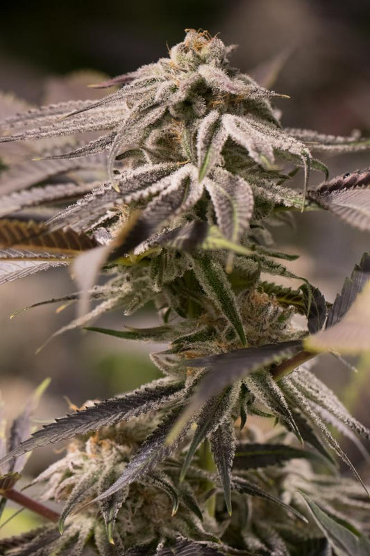 PASSION FRUIT PUNCH STRAIN - SeedySide