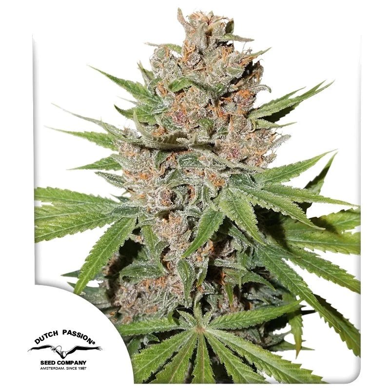 PASSION FRUIT STRAIN - SeedySide