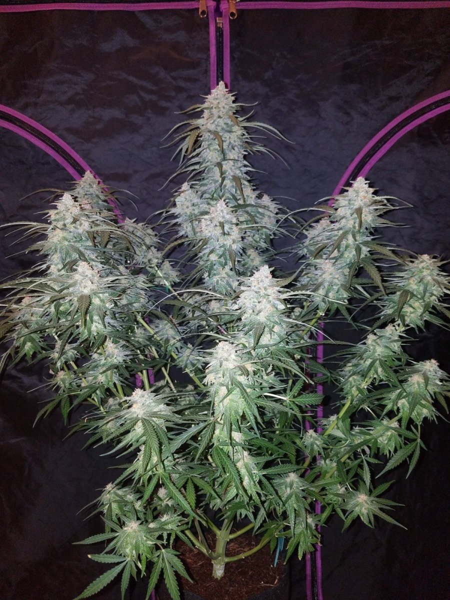 PINEAPPLE EXPRESS AUTO STRAIN - SeedySide