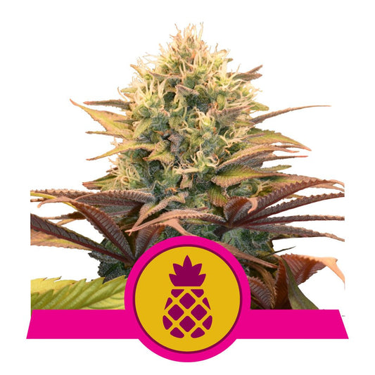 PINEAPPLE KUSH STRAIN - SeedySide